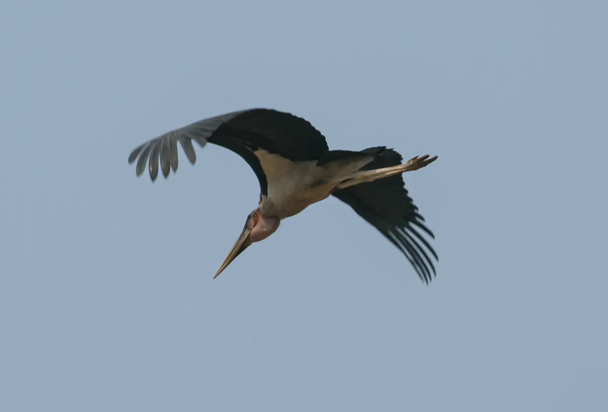 Chobe NP, Maraboe stork