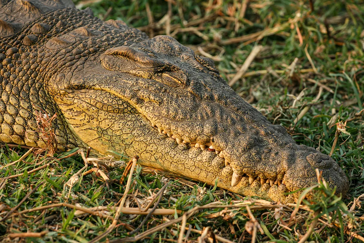 Chobe NP, Nijlkrokodil