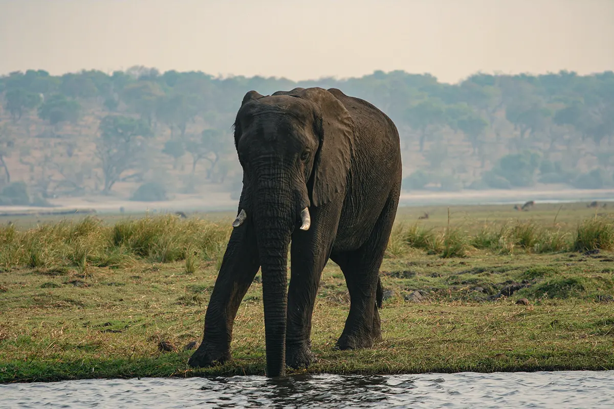 Chobe NP, olifant