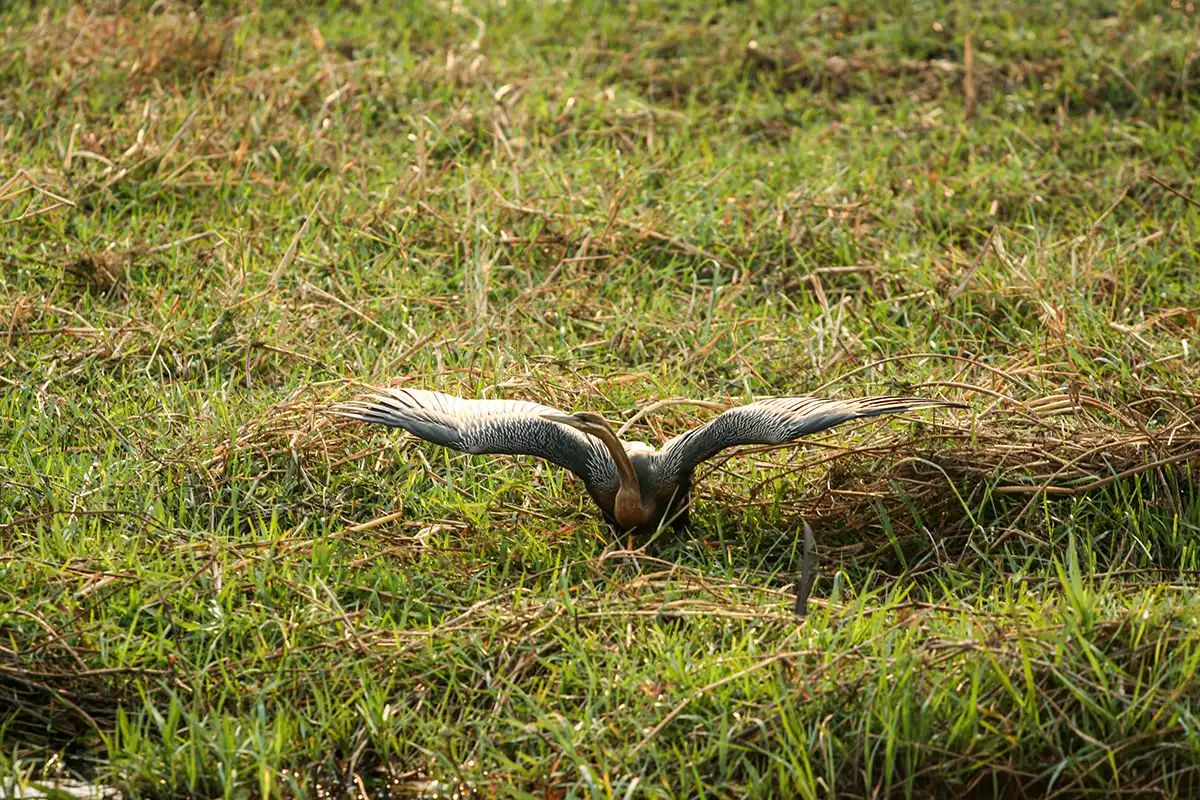 Chobe NP, slangenhalsvogel