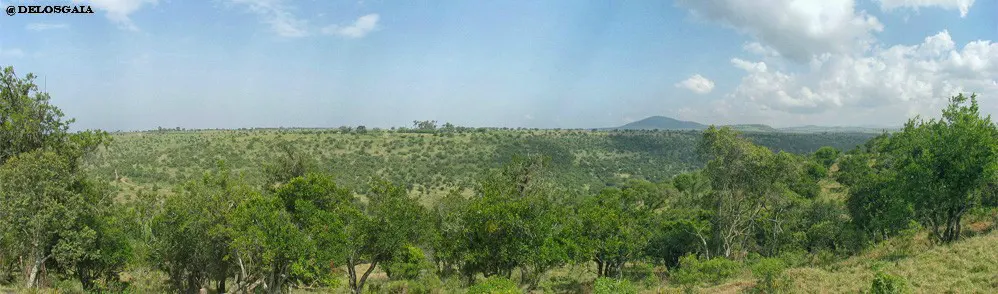 Regenwoud rond Mount Kenya