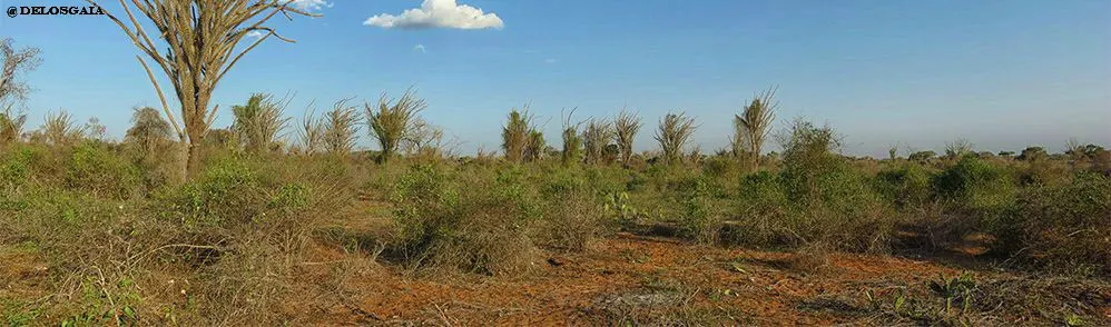 Spiny forest bij Ifaty