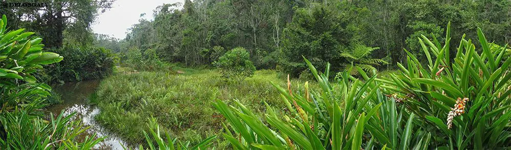 Parc National Andasibe