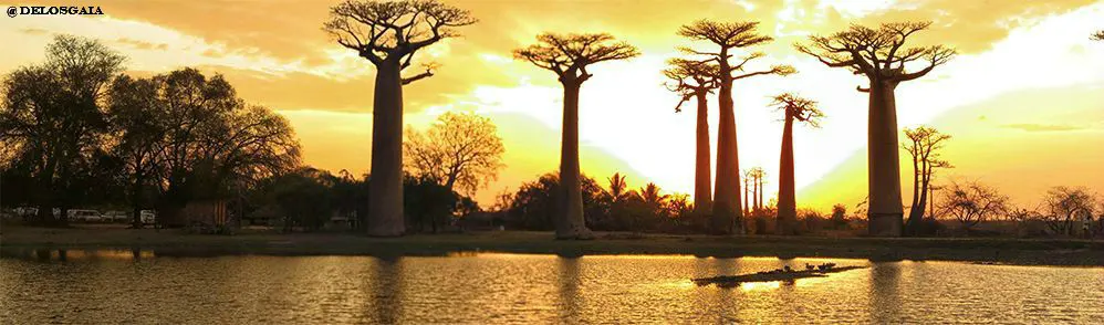 Avenue de Baobab bij Morondava