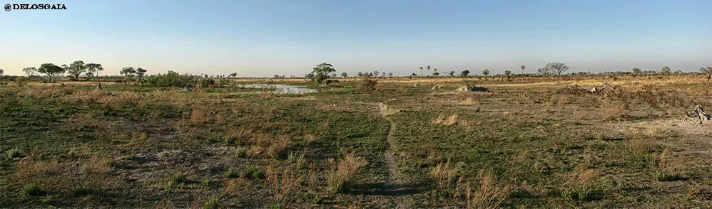 Okavango delta 