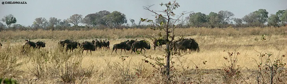 gnoes in de Okavango delta