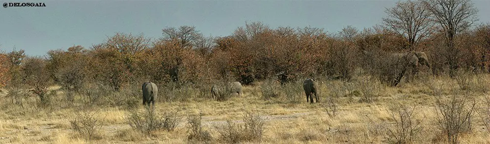 Etosha National Park