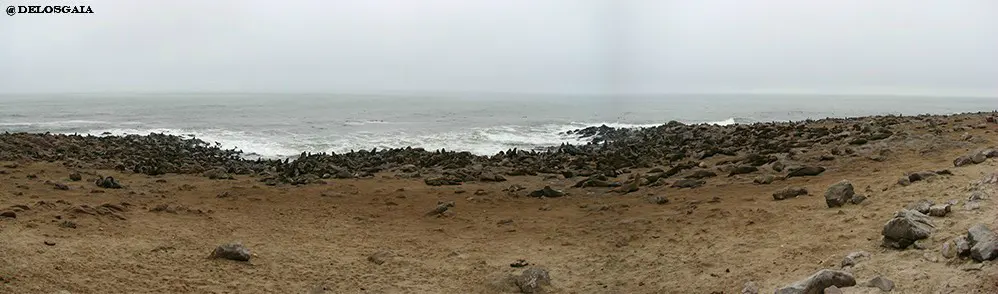 Zeerobben kolonie bij Cape Cross