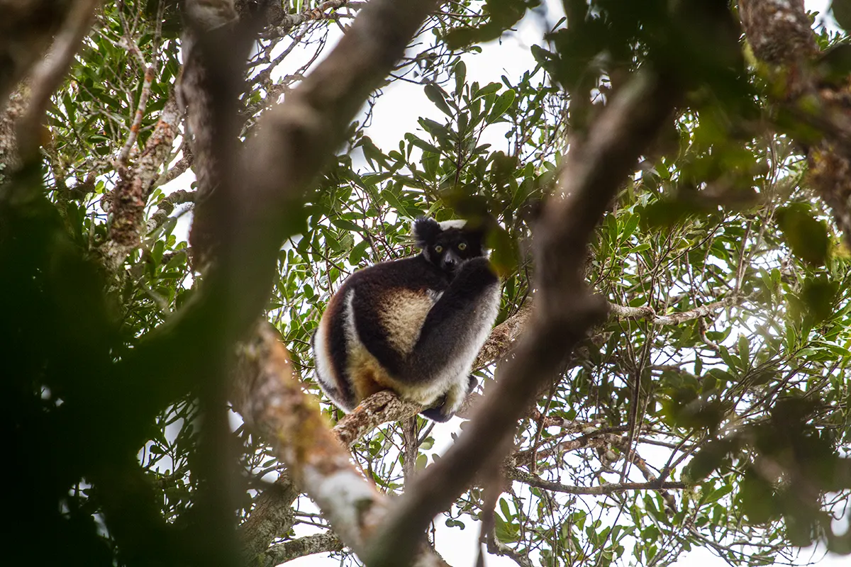 Indri Maki in het Andasibe NP