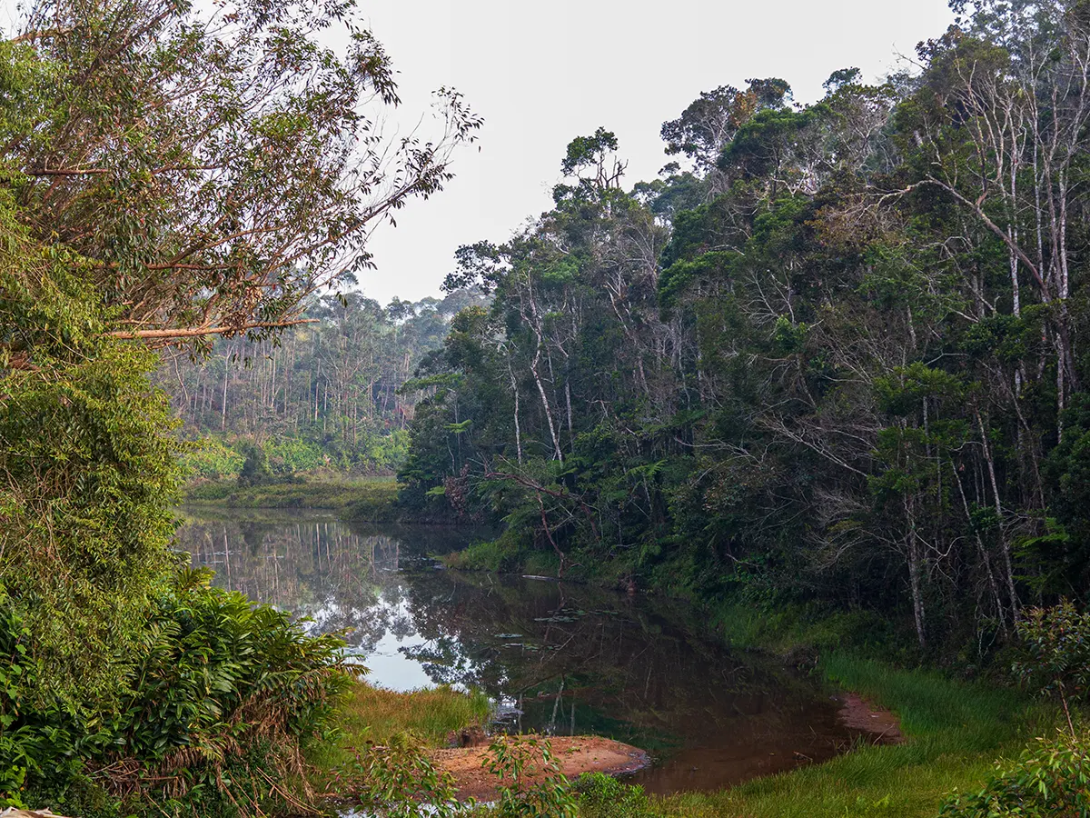 Regenwoud van het Andasibe NP