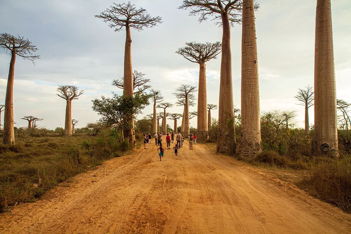 Avenue de Baobab