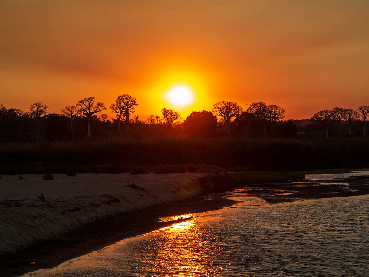 Zonsondergang achter Baobab