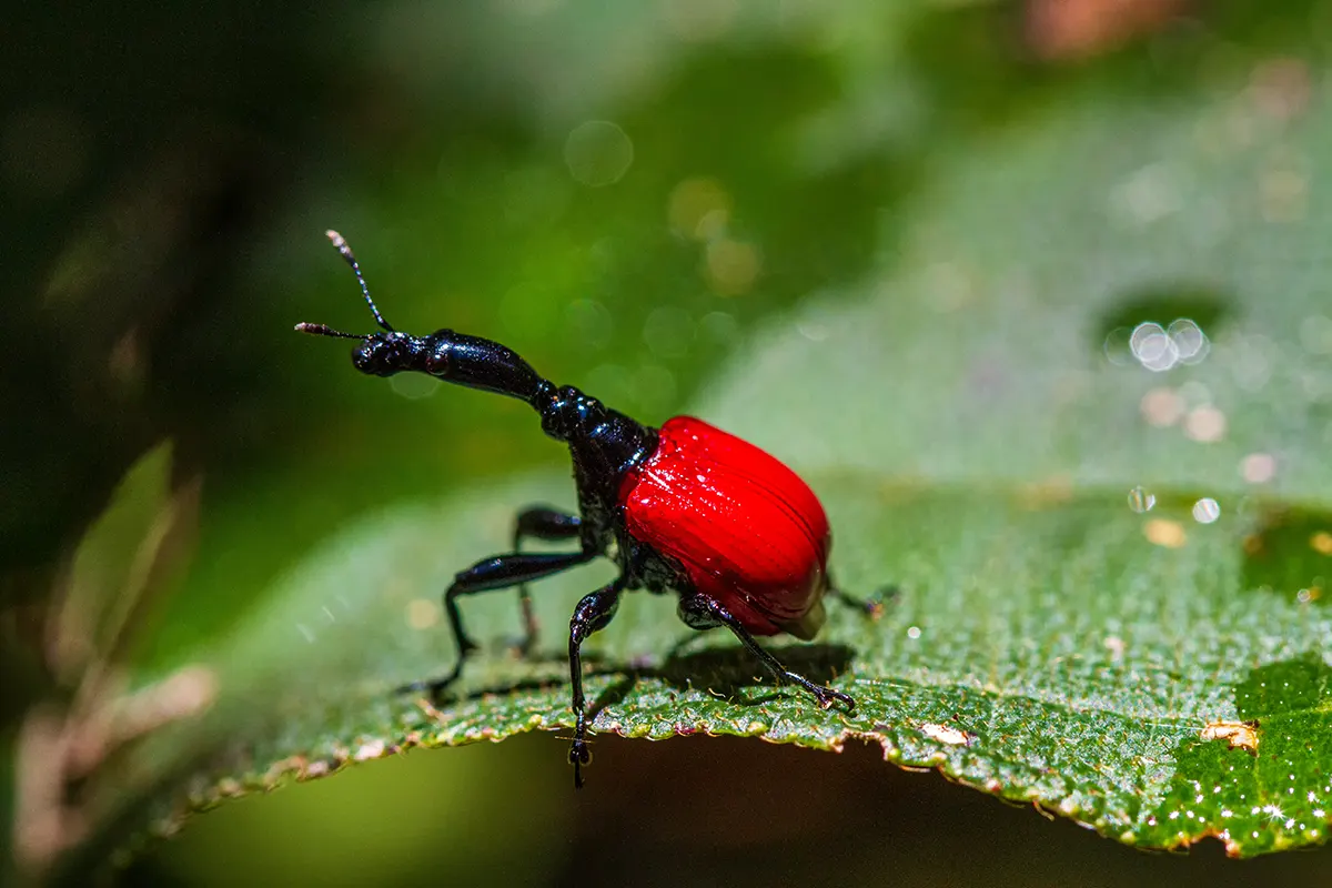 Vrouwtje Girafnek kever