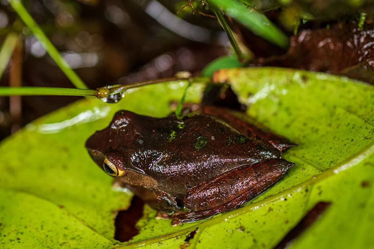 Madagascar Boophes frog