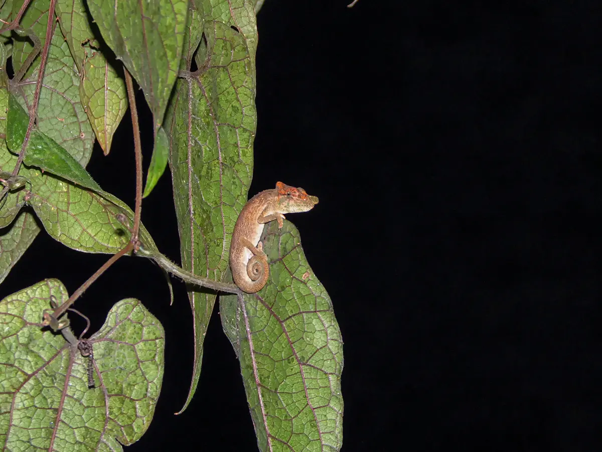 Short Nosed kameleon