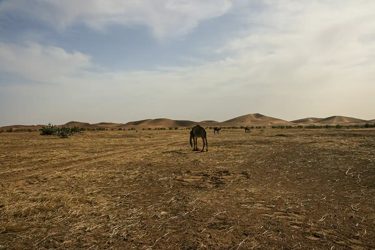 Duinen van Erg Chegaga