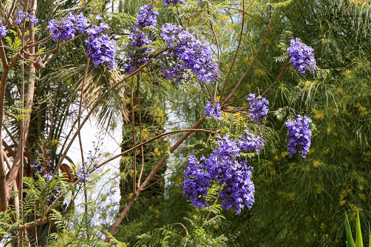 Tuinen van Marrakesh