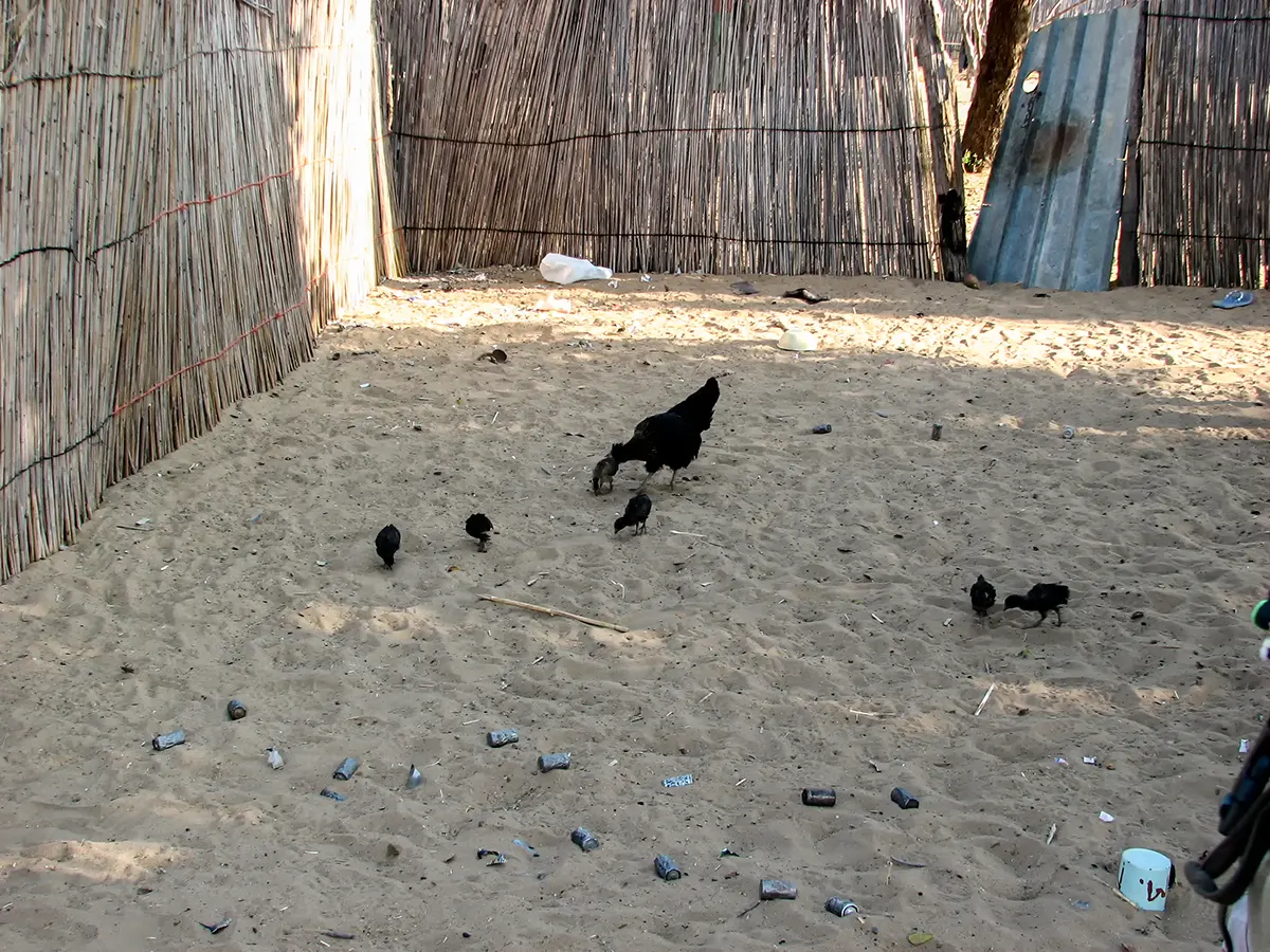 Kippen lopen tussen batterijen, ons chemisch afval