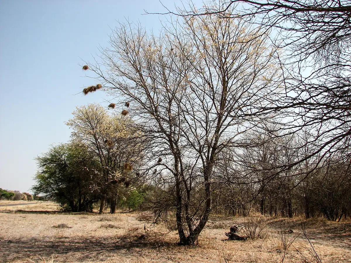 Namibië, boom met nesten van wevervogels