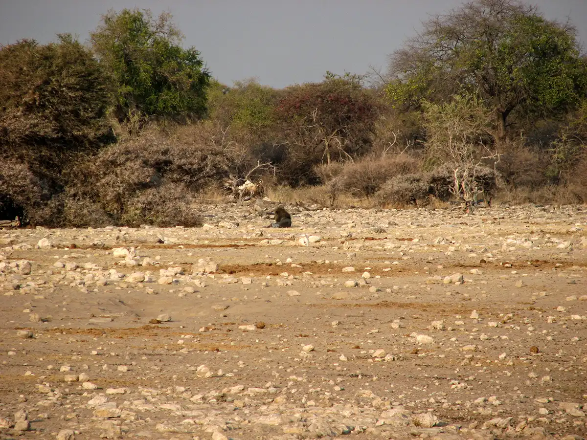 Namibië, Etosha, leeuw bij Klein Namuton Fountain