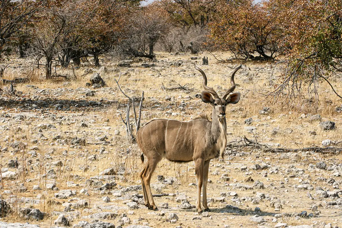 Namibië, Etosha, Koedoe