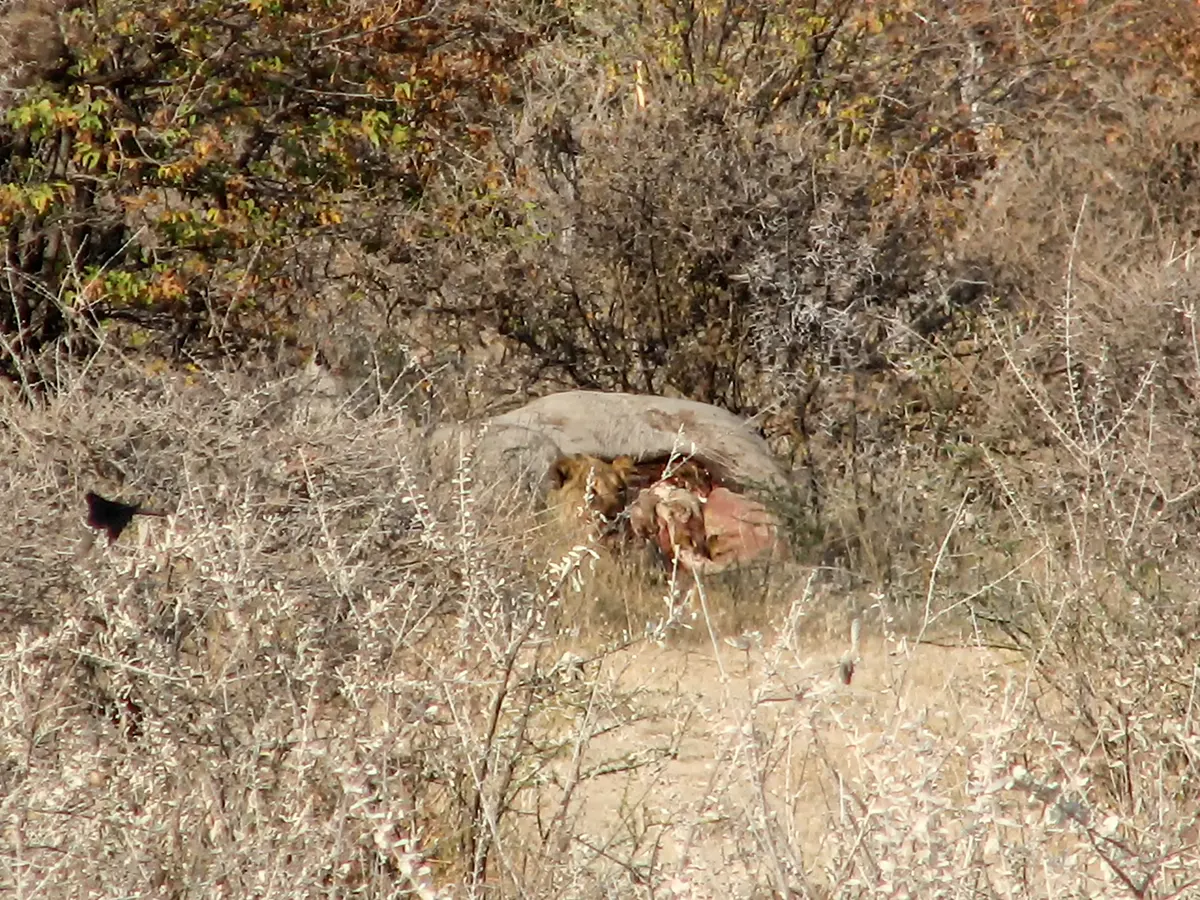 Namibië, Etosha, Olifant gedood door leeuwen
