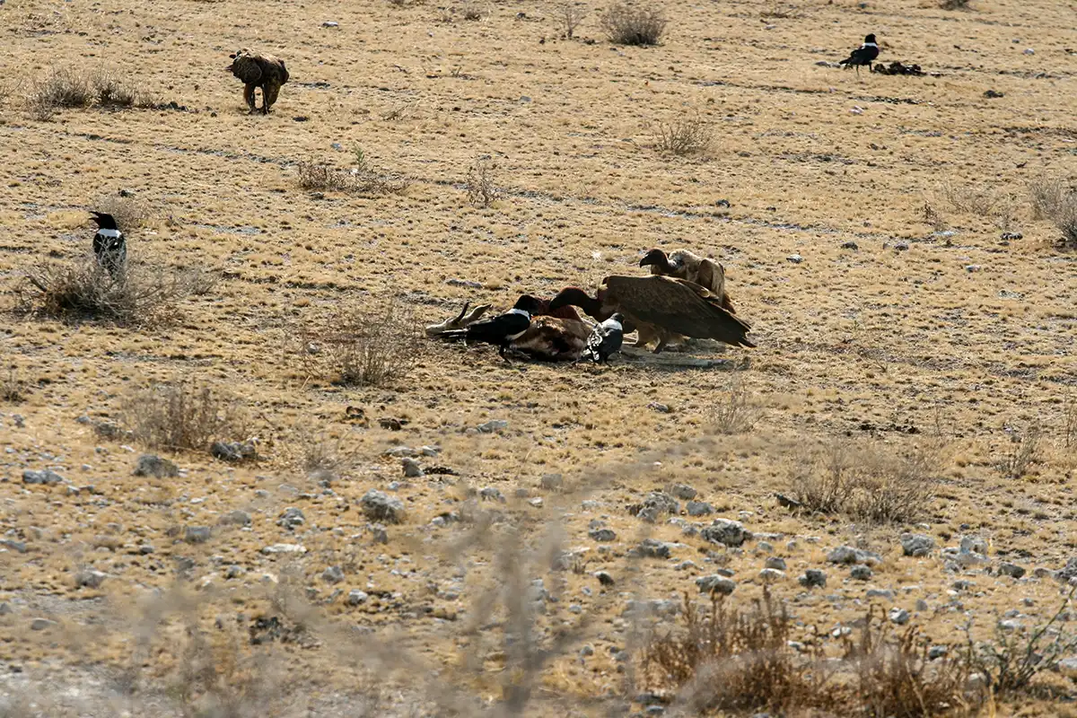 Namibië, Etosha, gieren bij een kill