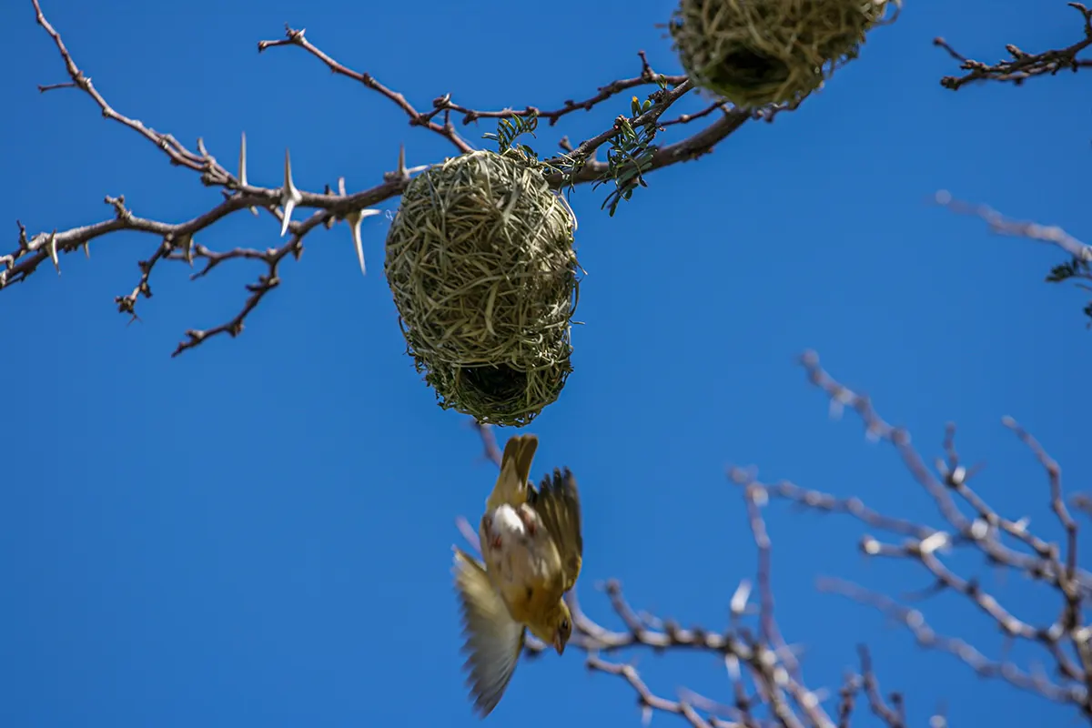 Namibië, Fishriver, Weverbird leaving nest