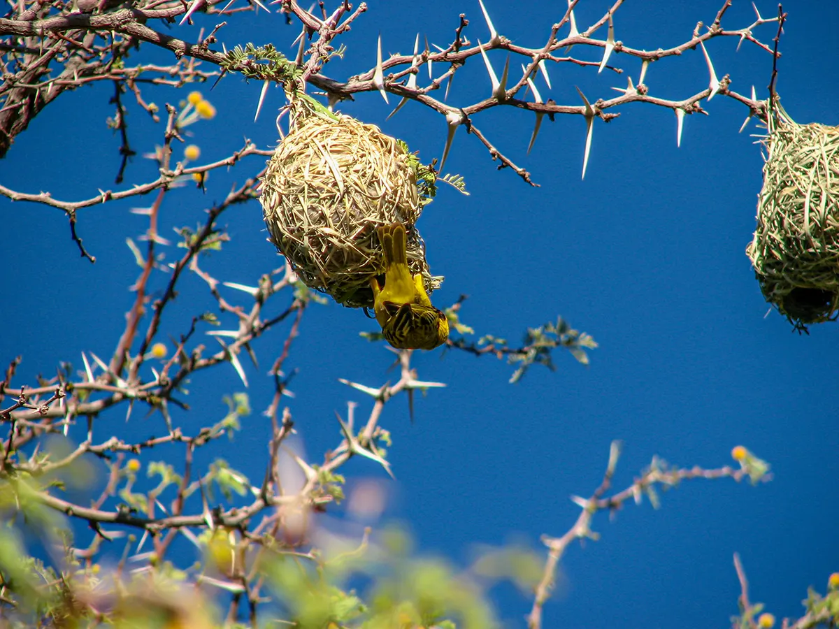 Namibië, Fishriver, Weverbird nest