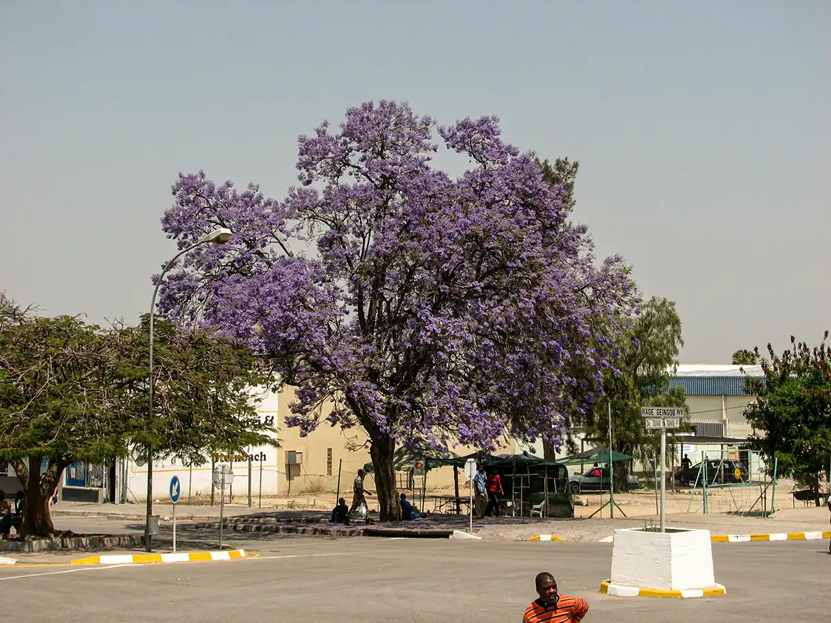 Namibië, Jacaranda in Grootfontein (Luiperdhuwel)