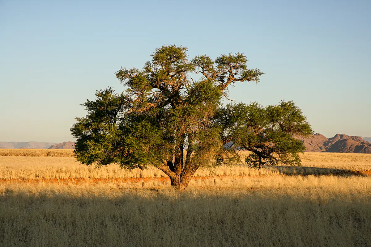 Namibië, landschap bij Sossusvlei en Sesriem