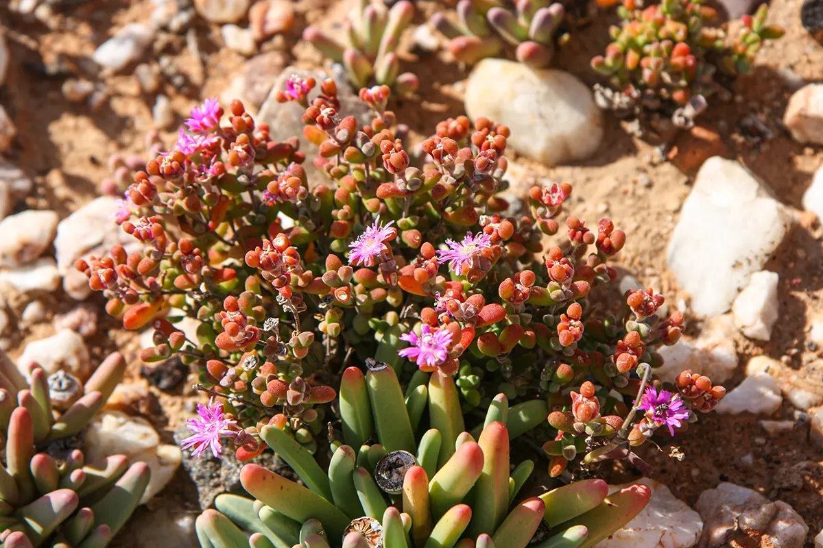 South Africa, Namaqualand, plant and flowers