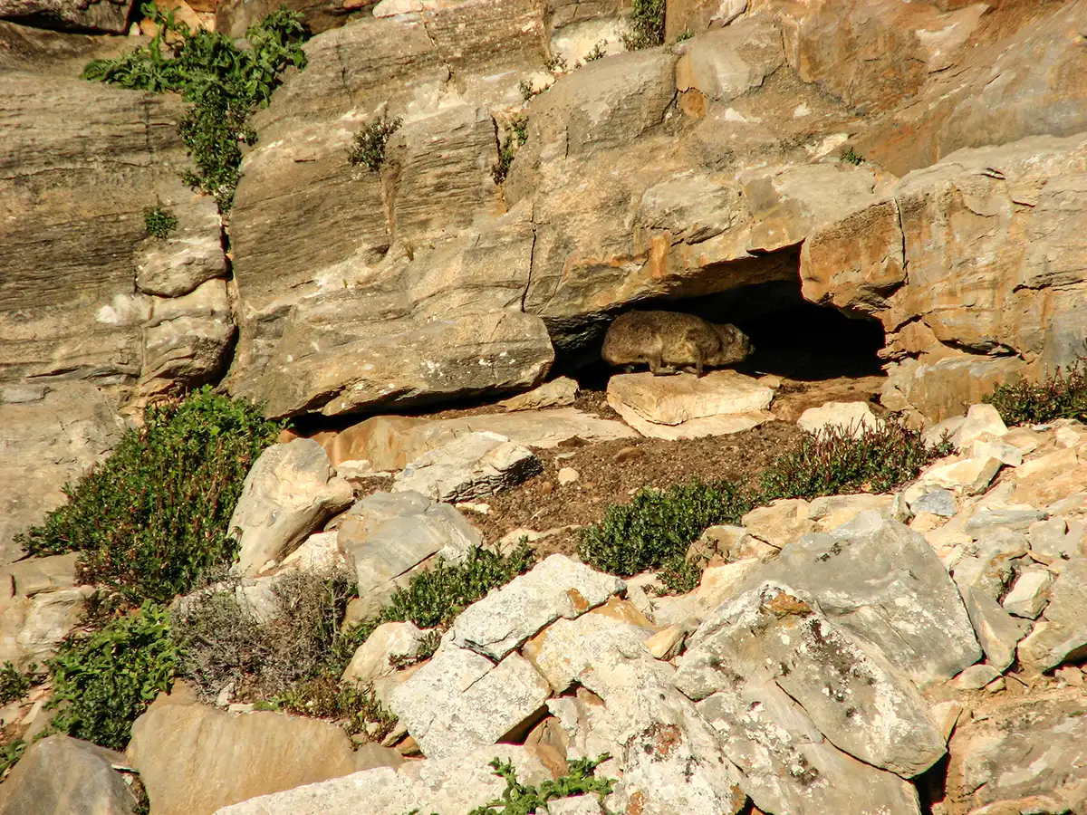 South Africa, Namaqualand, klipdas